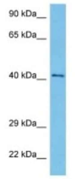 RP2 Rabbit anti-Mouse, Polyclonal, Novus Biologicals:Antibodies:Primary